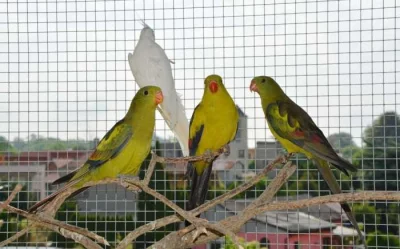 Papoušek horský -letošní,