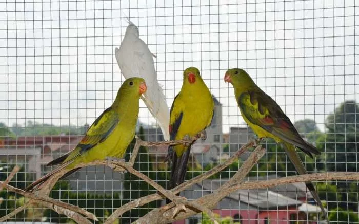 Papoušek horský -letošní,