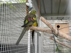Papoušek horský -letošní,