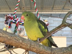 Papoušek horský -letošní,