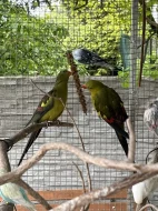 Papoušek horský -letošní,