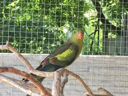 Papoušek horský -letošní,