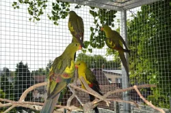 Papoušek horský -letošní,