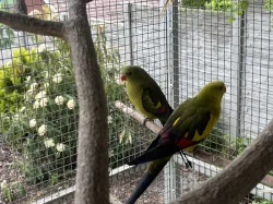 Papoušek horský -letošní,