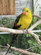 Papoušek horský -letošní,