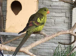 Papoušek horský -letošní,