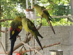 Papoušek horský -letošní,