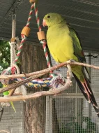 Papoušek horský -letošní,