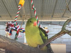 Papoušek horský -letošní,