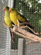 Papoušek horský -letošní,