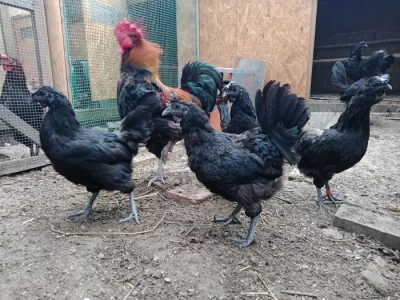 Cemani slepicky