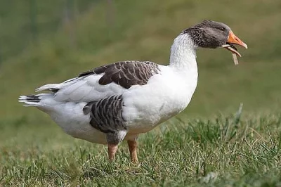 Husa Pomořanská