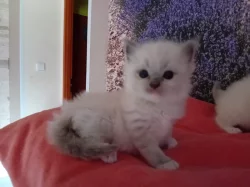 Ragdoll koťátka s PP