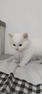 Ragdoll koťátka s PP