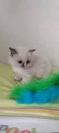 Ragdoll koťátka s PP