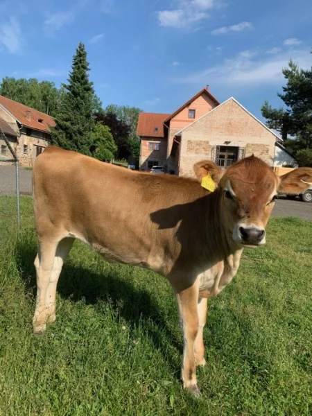 NABÍZÍM K PRODEJÍ ŠESTIMĚSÍČNÍ TELE PLEMENE JERSEY - bezrohá