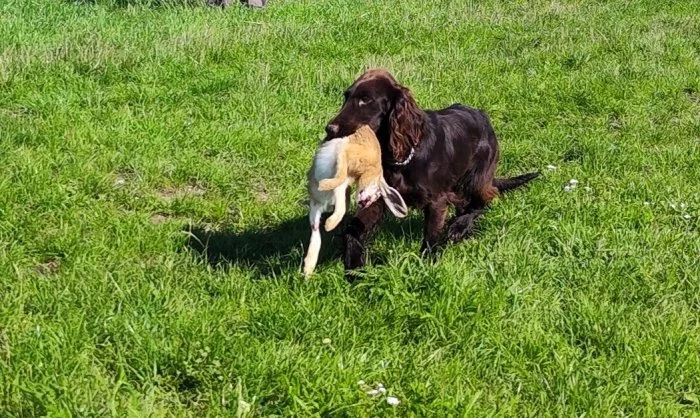 Nabízím psa německého křepeláka