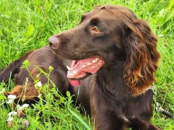 Nabízím psa německého křepeláka