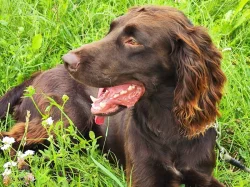 Nabízím psa německého křepeláka