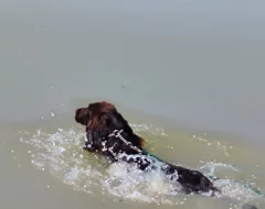 Nabízím psa německého křepeláka