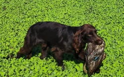 Nabízím psa německého křepeláka