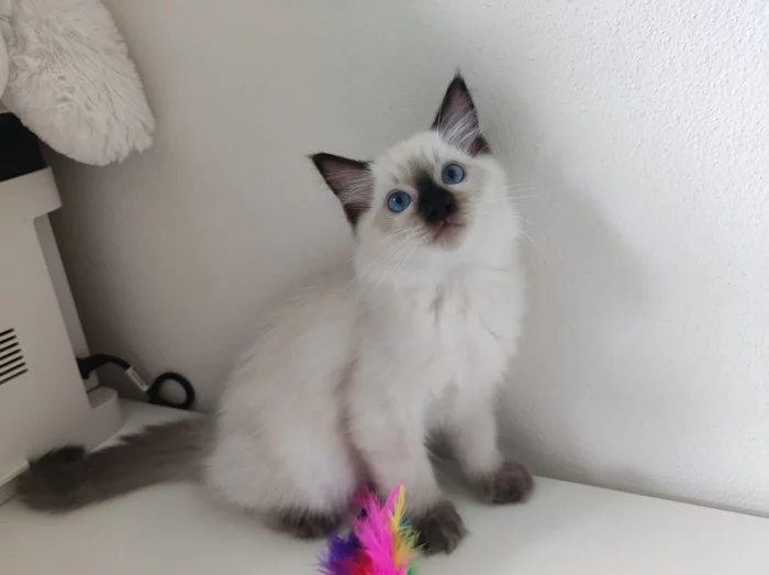 Ragdoll s PP