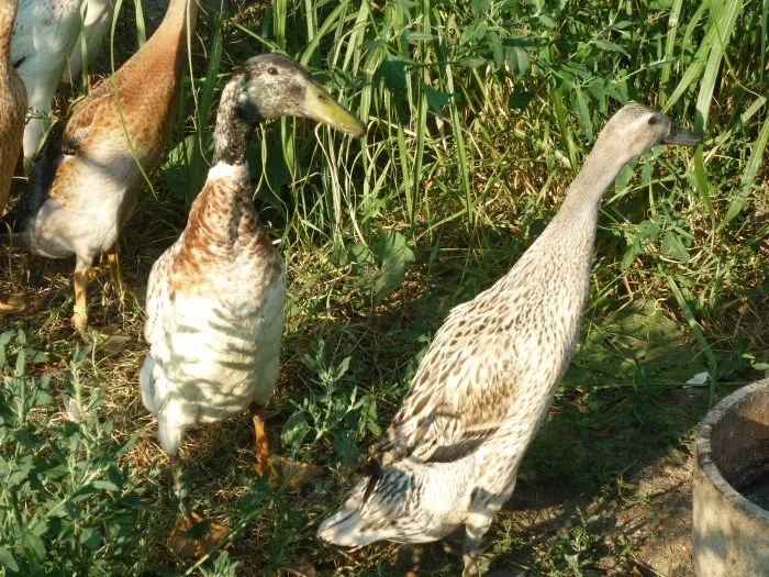 Indický běžec stříbrný