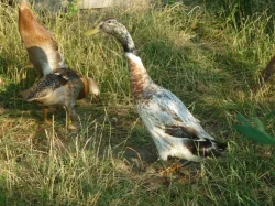 Indický běžec stříbrný