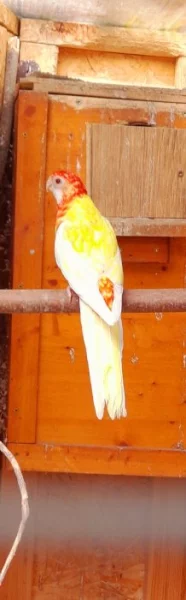 Prodám rozela lutino