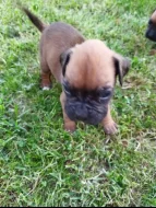 Prodám štěňátka německý boxer.