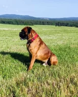 Prodám štěňátka německý boxer.