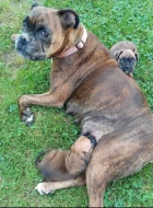 Prodám štěňátka německý boxer.