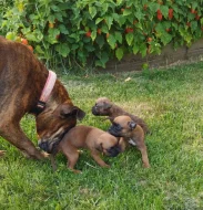 Prodám štěňátka německý boxer.