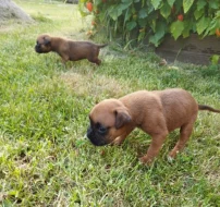 Prodám štěňátka německý boxer.