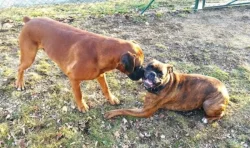 Prodám štěňátka německý boxer.