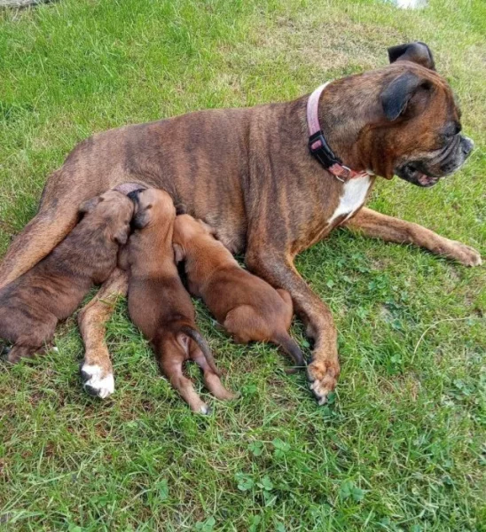 Prodám štěňátka německý boxer.