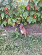 Prodám štěňátka německý boxer.