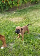 Prodám štěňátka německý boxer.