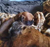 Prodám štěňátka německý boxer.