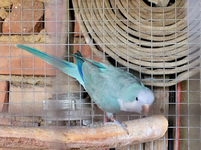 Mníšek šedý samec