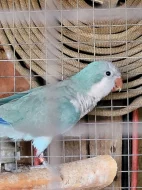 Mníšek šedý samec