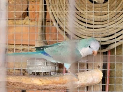 Mníšek šedý samec