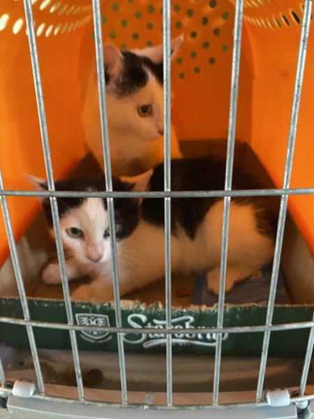 Daruji kotata do dobrych rukou.