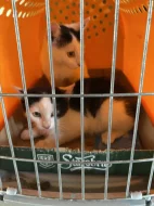 Daruji kotata do dobrych rukou.