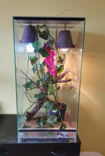 Terárium pro chameleony, gekony, nebo stromové hady 50x50x80