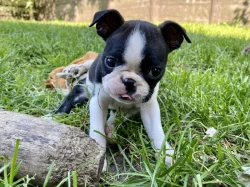 Bostonský teriér s PP FCI