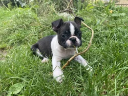 Bostonský teriér s PP FCI