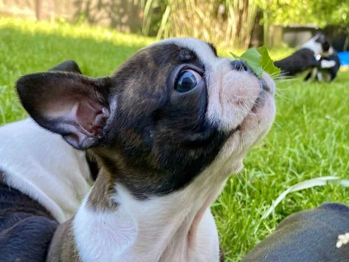 Bostonský teriér s PP FCI