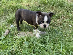 Bostonský teriér s PP FCI