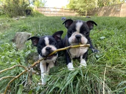 Bostonský teriér s PP FCI